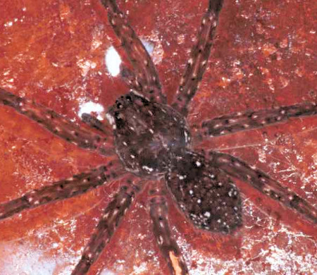 Dolomedes ZZ161