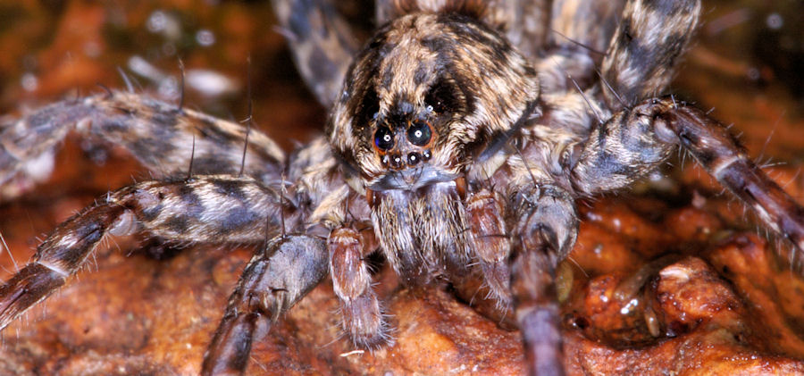 Dolomedes ZZ321