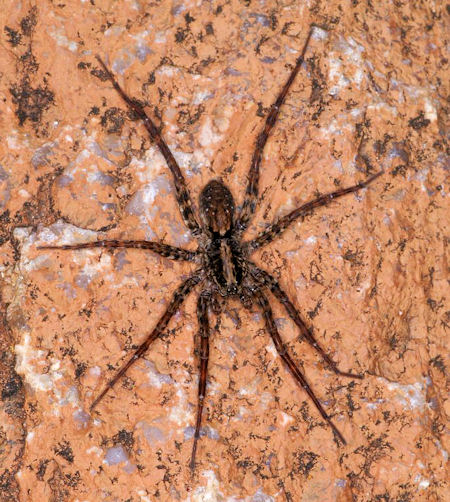 Dolomedes ZZ321
