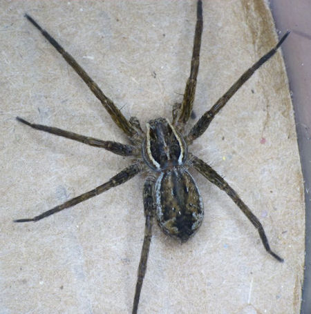 Dolomedes ZZ495