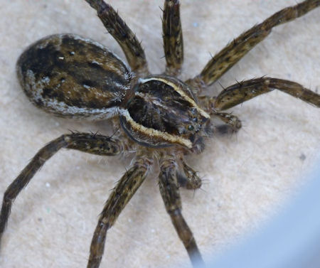 Dolomedes ZZ495