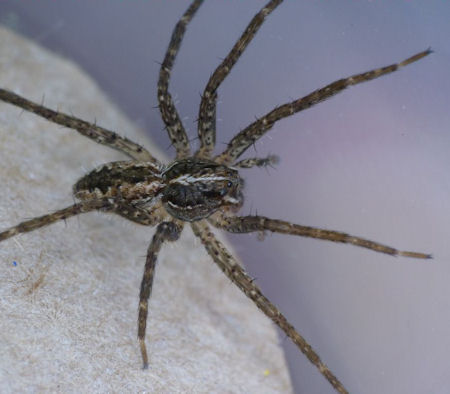Dolomedes ZZ495