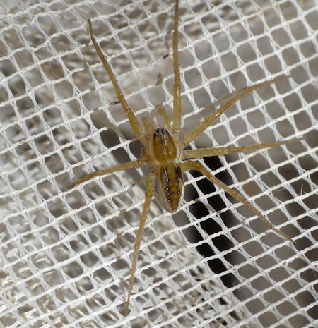 Dolomedes instabilis