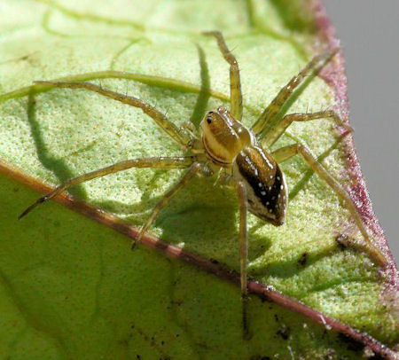 Dolomedes instabilis