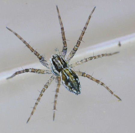 Dolomedes instabilis
