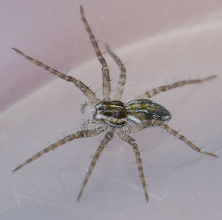 Dolomedes instabilis