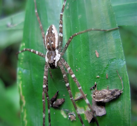 Megadolomedes australianus female 