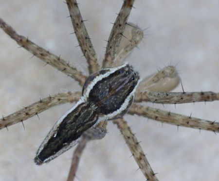 Megadolomedes australianus male 