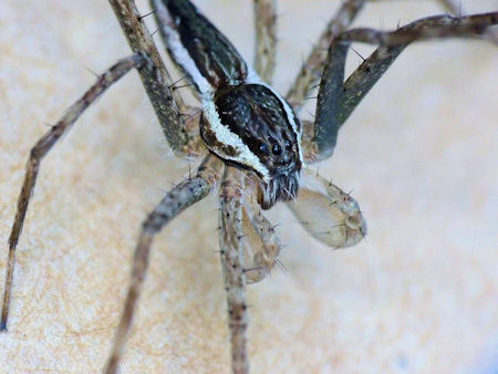 Megadolomedes australianus male 