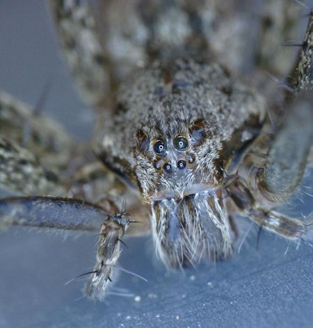 Megadolomedes australianus female 