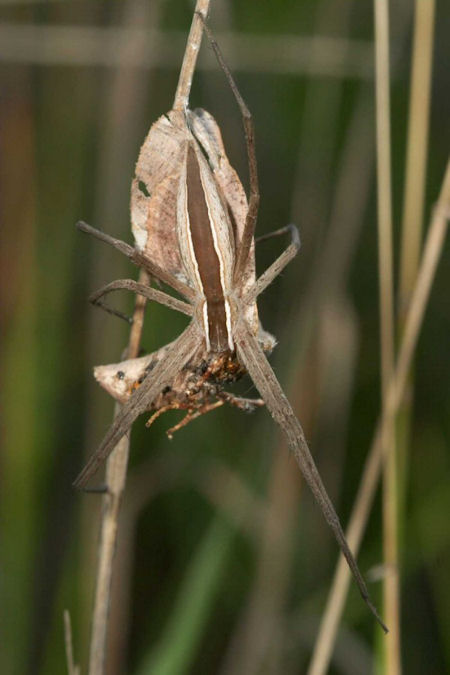 Perenethis venusta