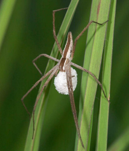 Perenethis venusta