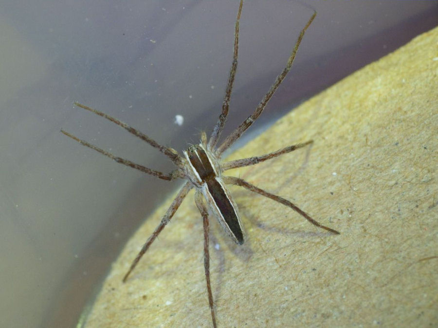 Perenethis venusta