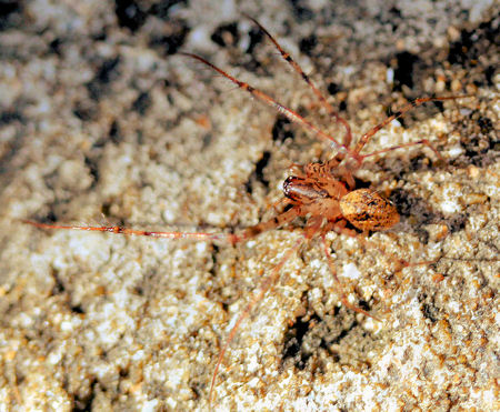 Scytodes ZZ204