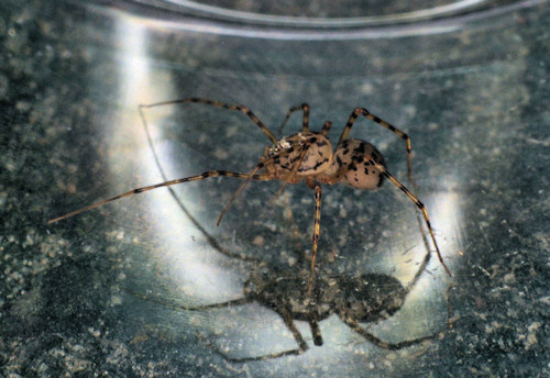 Scytodes thoricica