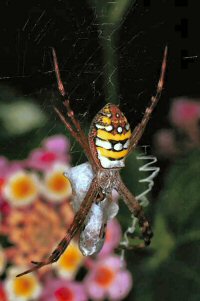 Araneidae