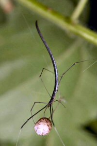 Ariamnes colubrinus