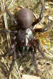 Atrax robustus