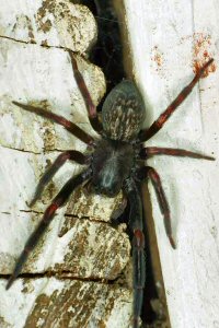 Badumna_insignis