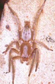 Clubiona sp.