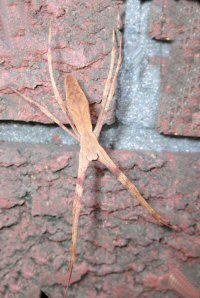 Deinopsis subrufa
