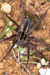 Dolomedes_minor