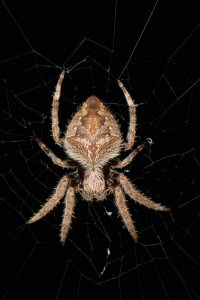 Araneidae