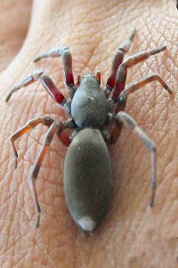 Lampona cylindrata