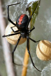 Latrodectus hasselti