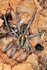 Lycosa musgravei