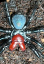 Missulena occatoria