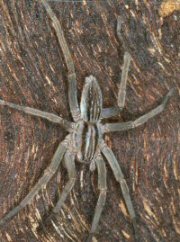 Miturga lineata