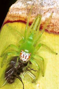 Mopsus penicillatus