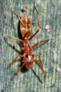/Myrmarachne sp.