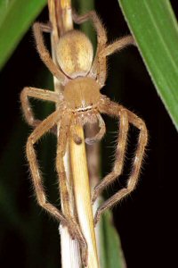 Neosparassus_salacius