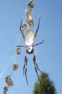 Nephila