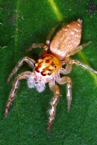 Opisthoncus