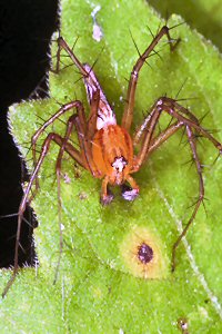 Oxyopes