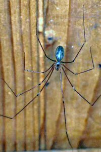 Pholcus phalangioides