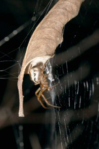 Araneidae