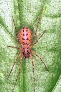 Scytodes thoracica