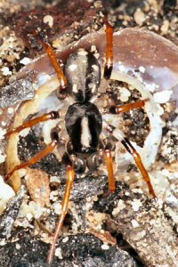 Storena formosa