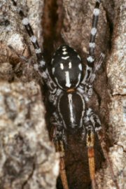 Supunna picta