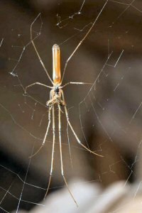 Tetragnathidae