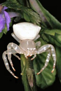 Thomisus spectabilis