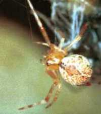 Achaeranea ZZ011