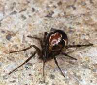 Achaeranea? ZZ012