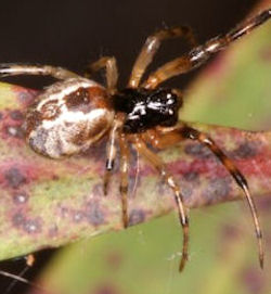 Anelosimus ZZ055
