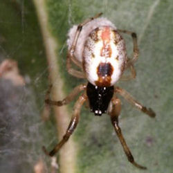 Anelosimus ZZ392