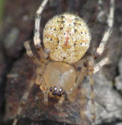 Anelosimus ZZ516